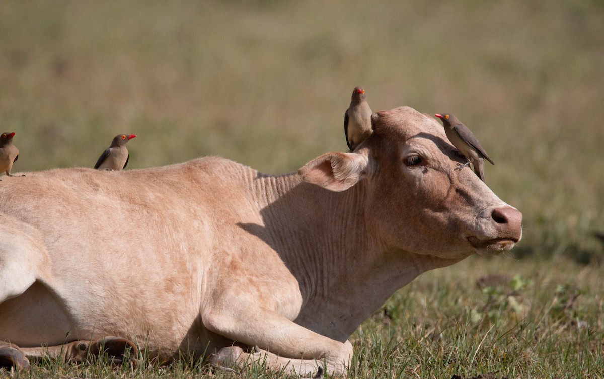 Red-billed Oxpecker - ML33605161