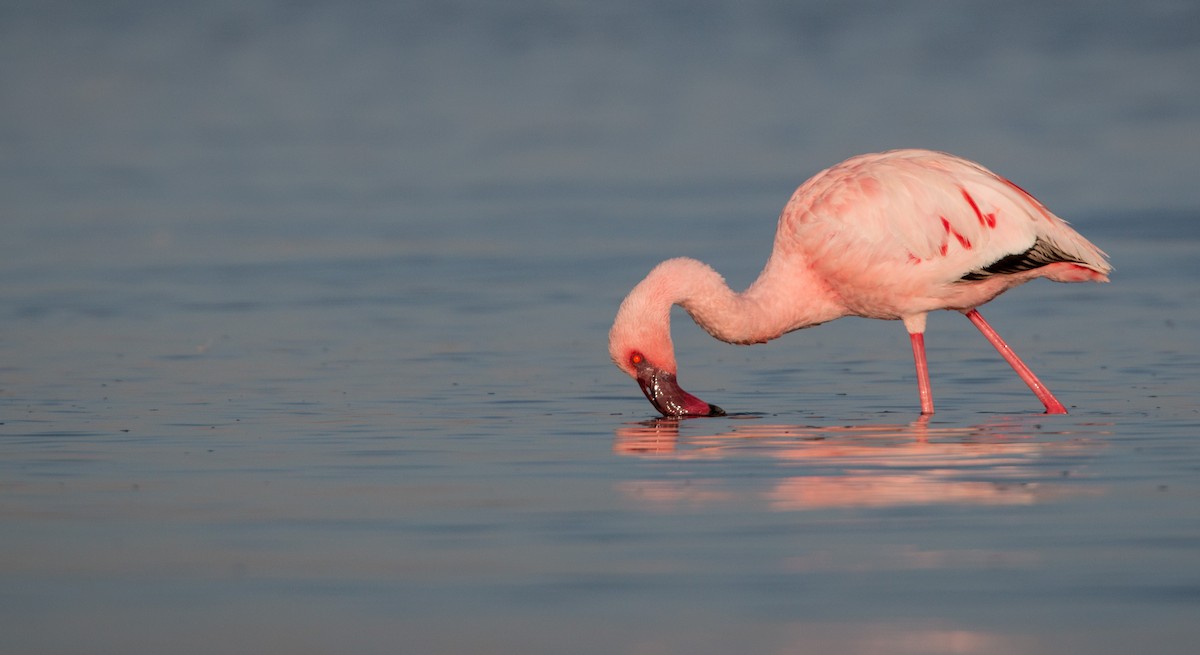Lesser Flamingo - ML33605231