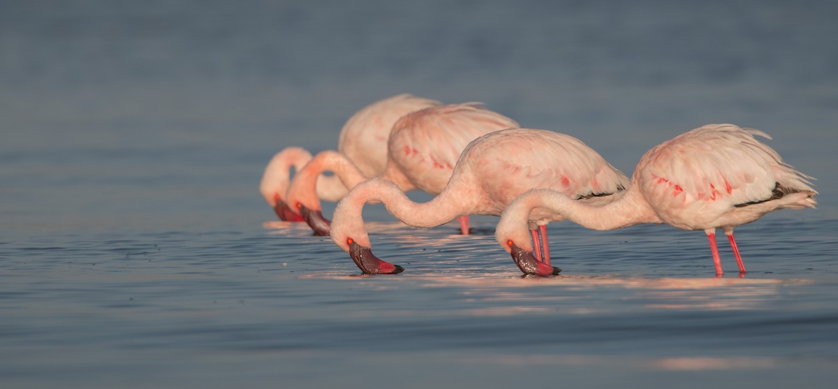 Lesser Flamingo - ML33605241