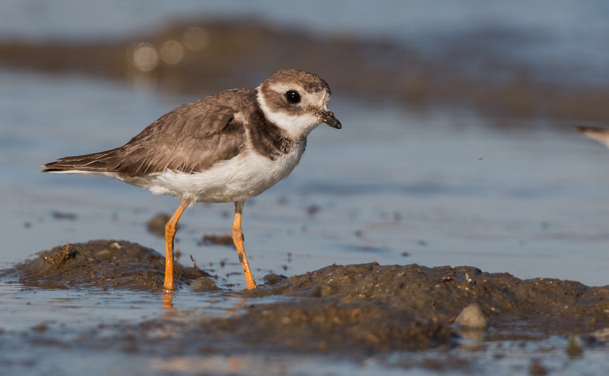 Common Ringed Plover - ML33605431