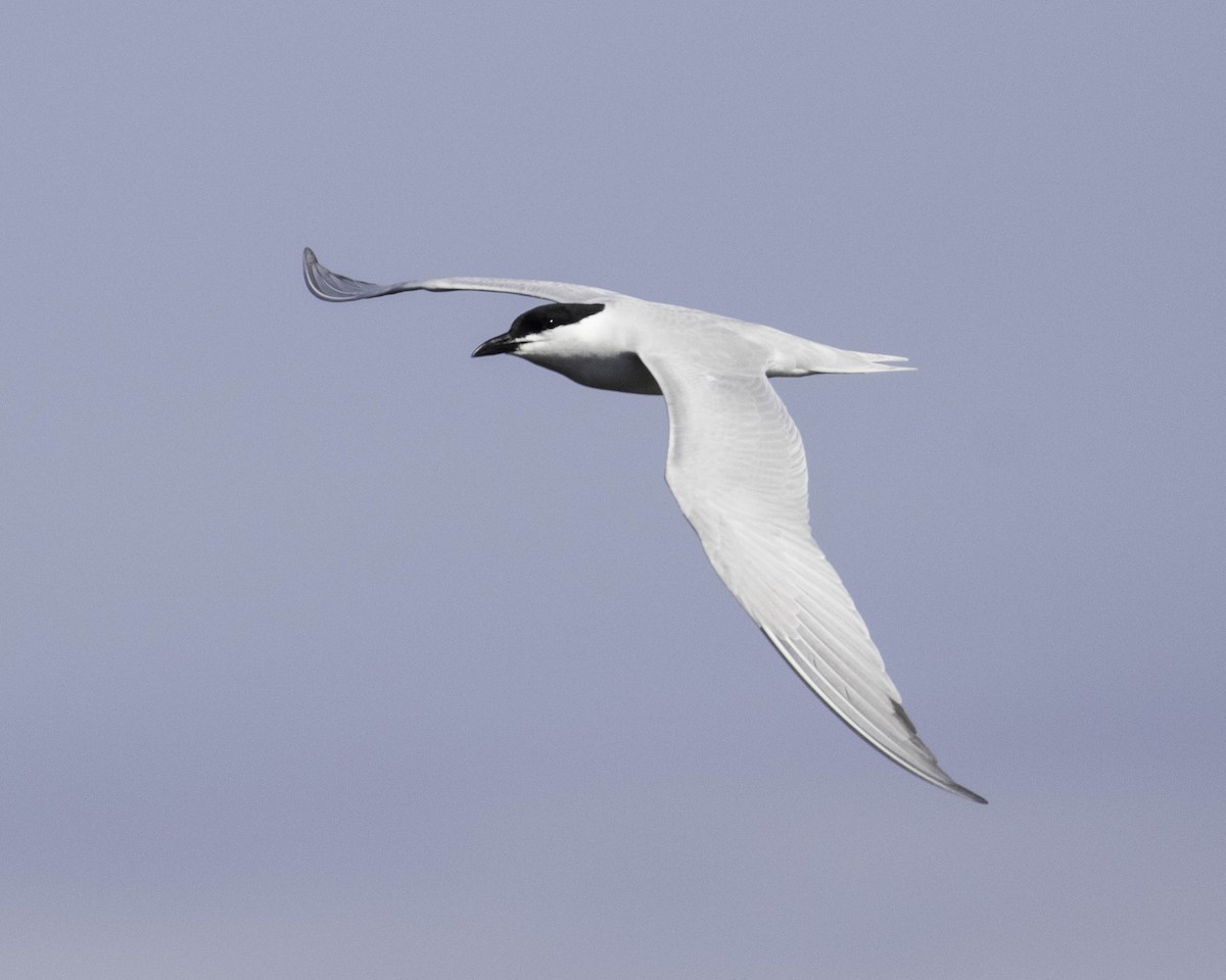 Gull-billed Tern - Jeff Lewis