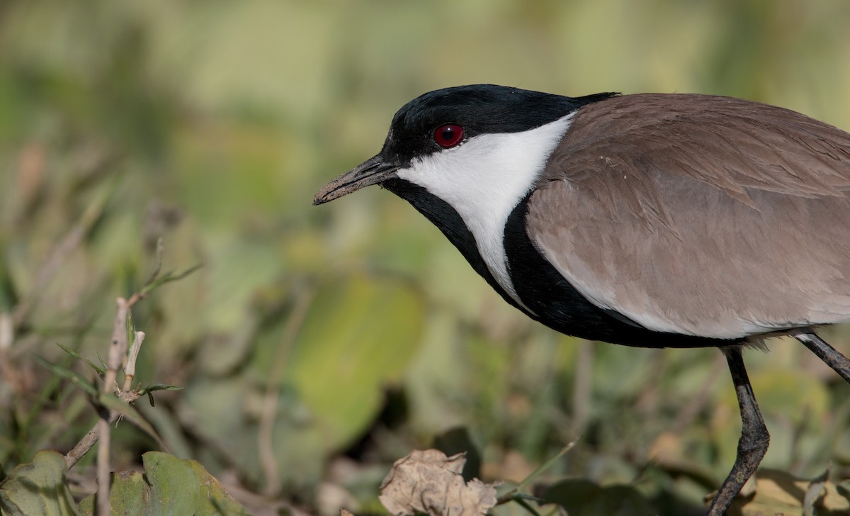 Spur-winged Lapwing - ML33605921