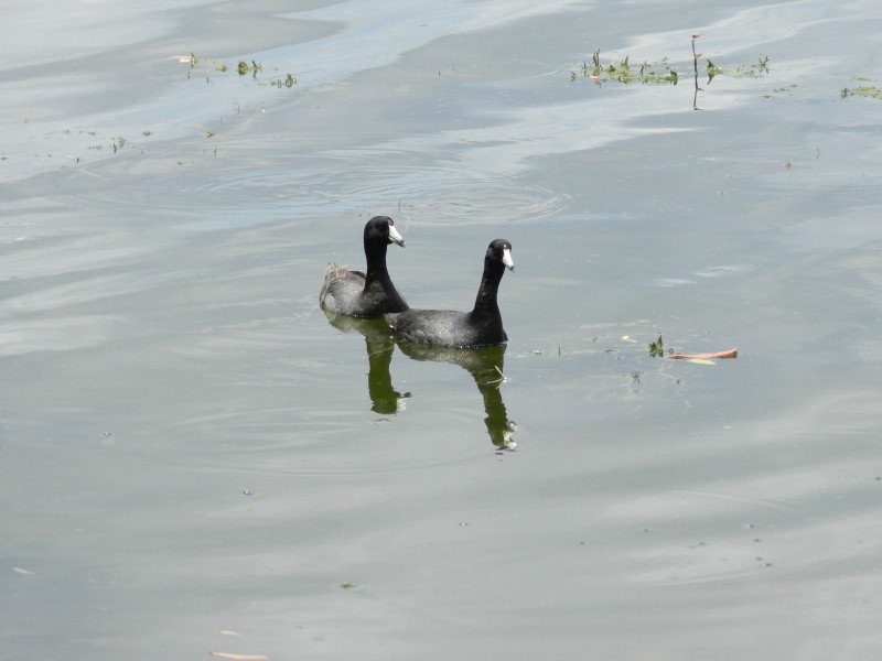 American Coot (Red-shielded) - Bill Etter
