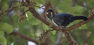  - White-cheeked Turaco