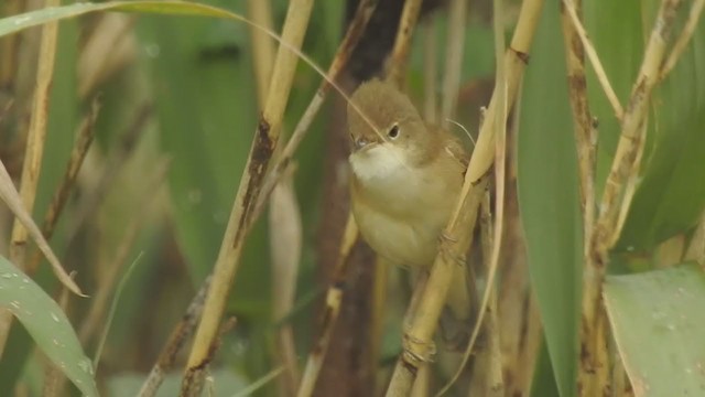 Common Reed Warbler - ML336066371