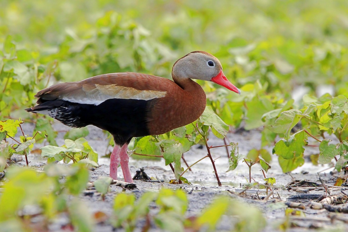 Black-bellied Whistling-Duck - Stephen Cook