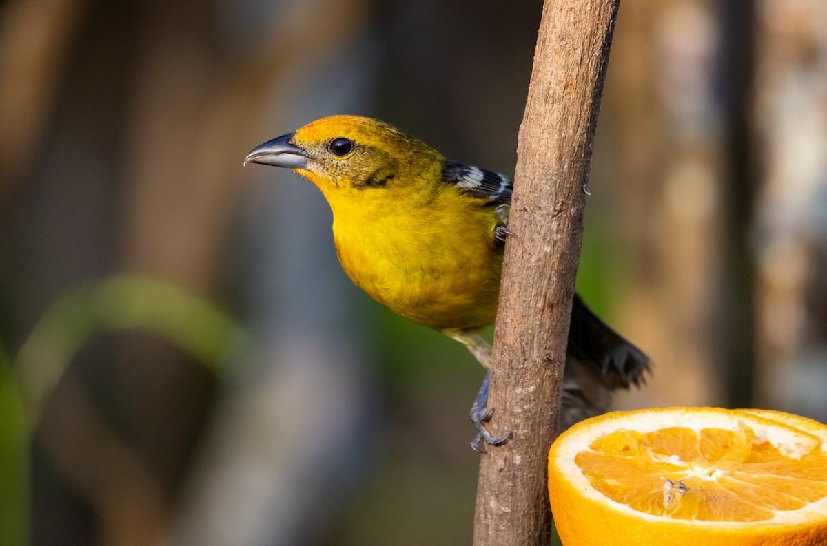 Flame-colored Tanager - ML336067921