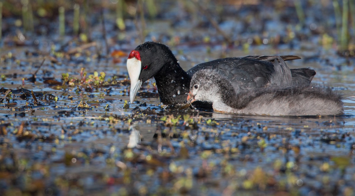 Red-knobbed Coot - ML33607201