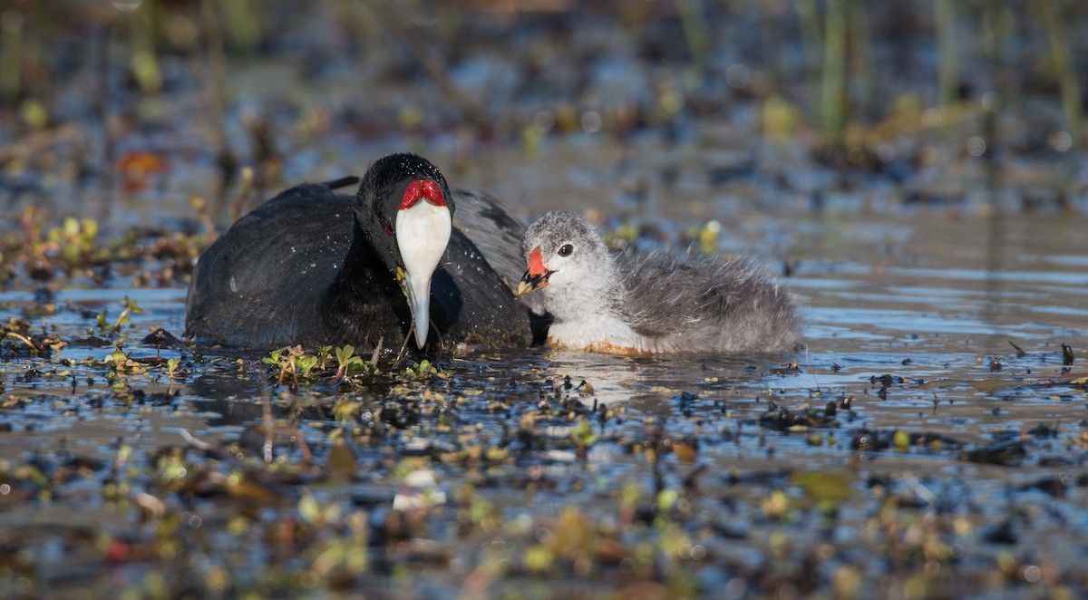 Red-knobbed Coot - ML33607211