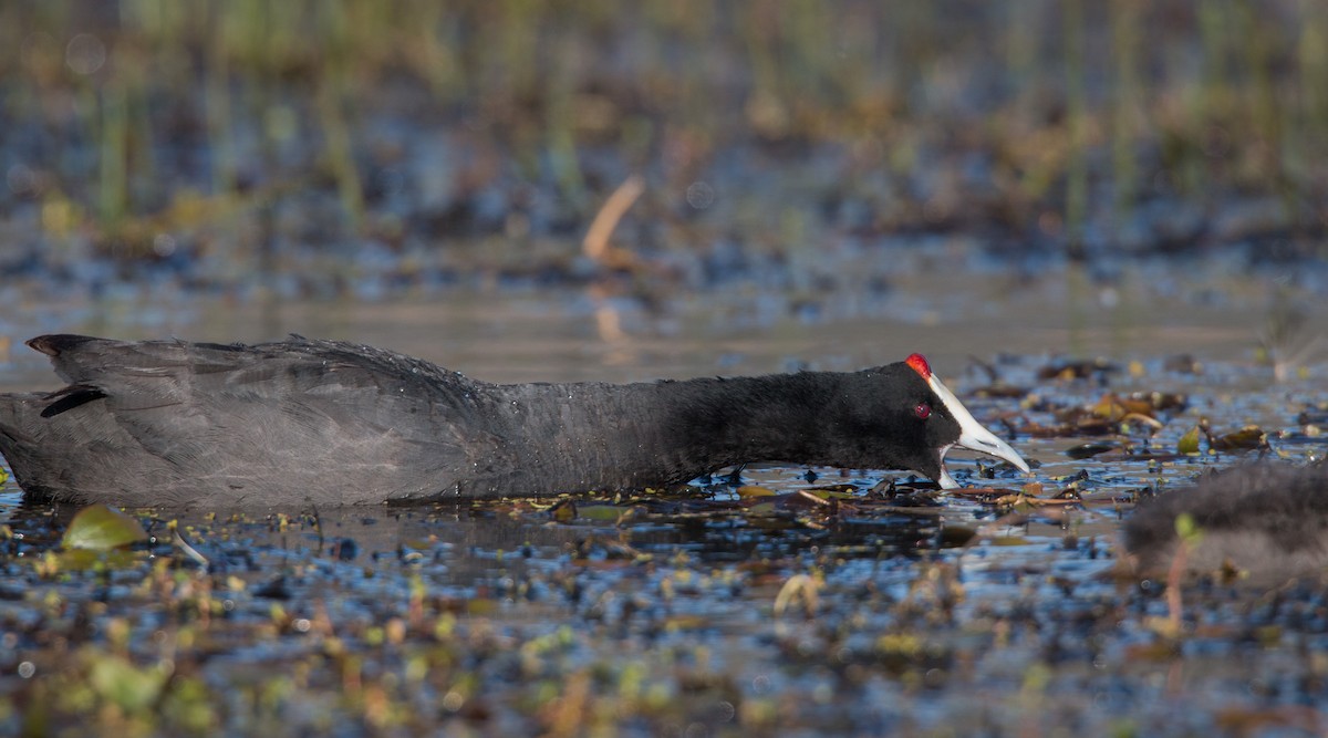 Red-knobbed Coot - ML33607221