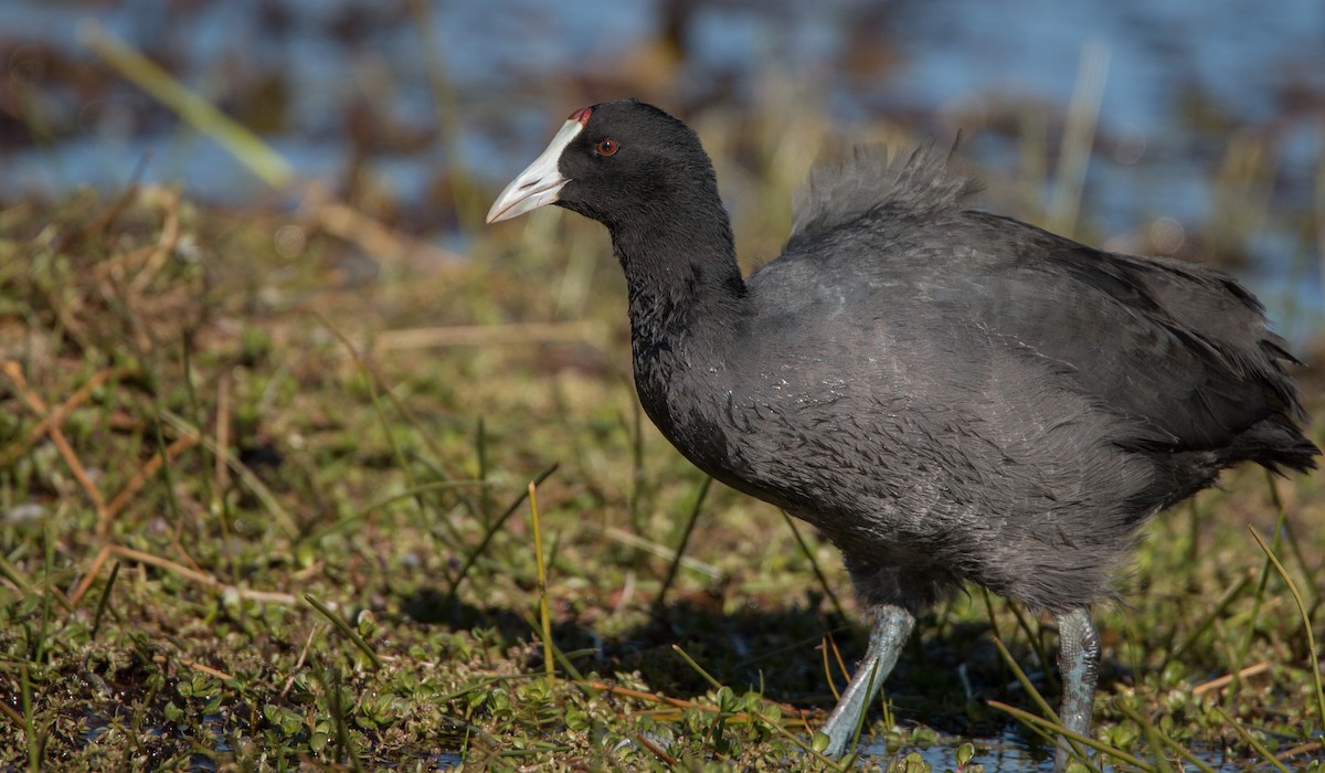 Red-knobbed Coot - ML33607231