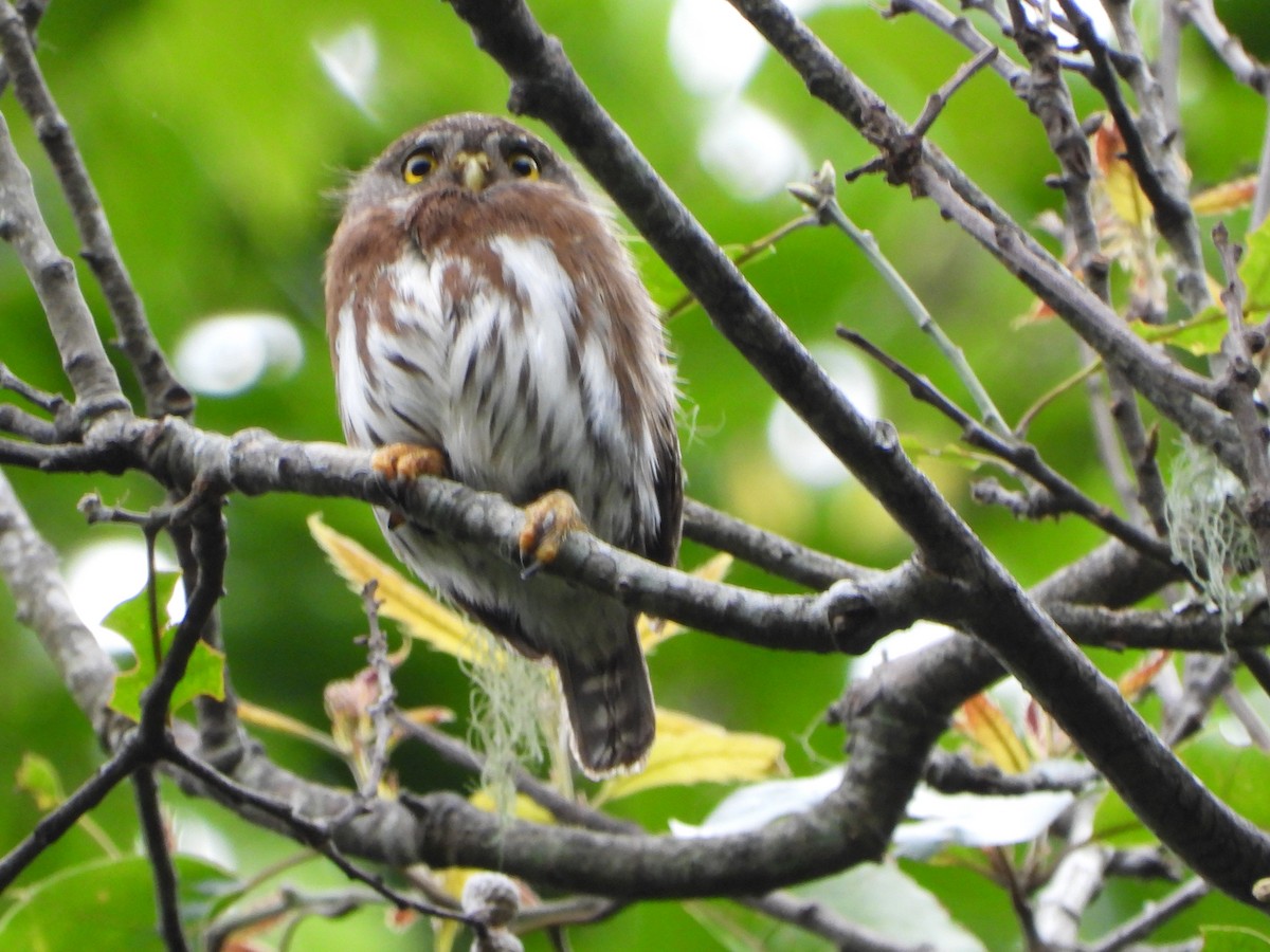 Tamaulipas Pygmy-Owl - ML336073381