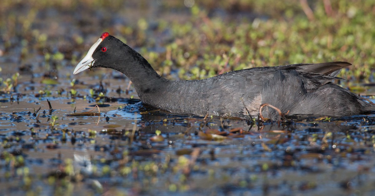 Red-knobbed Coot - ML33607391