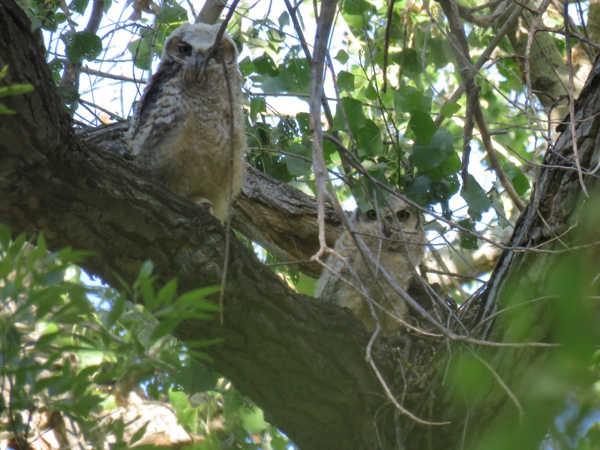 Great Horned Owl - ML336074911
