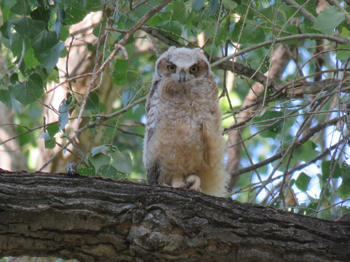 Great Horned Owl - ML336075081
