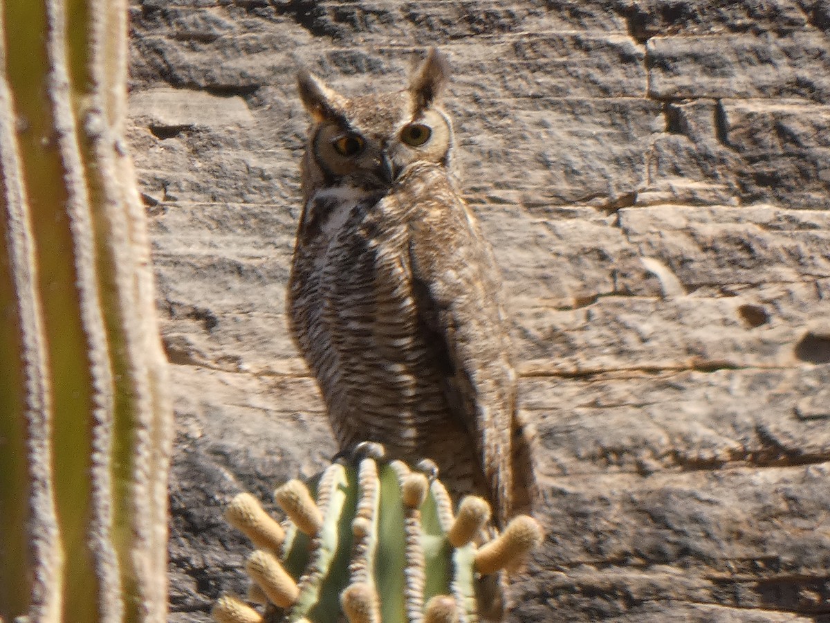 Great Horned Owl - ML336075511