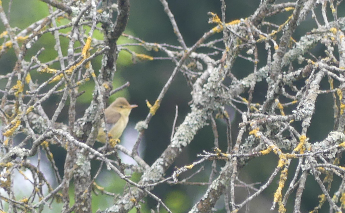 Melodious Warbler - ML336076671