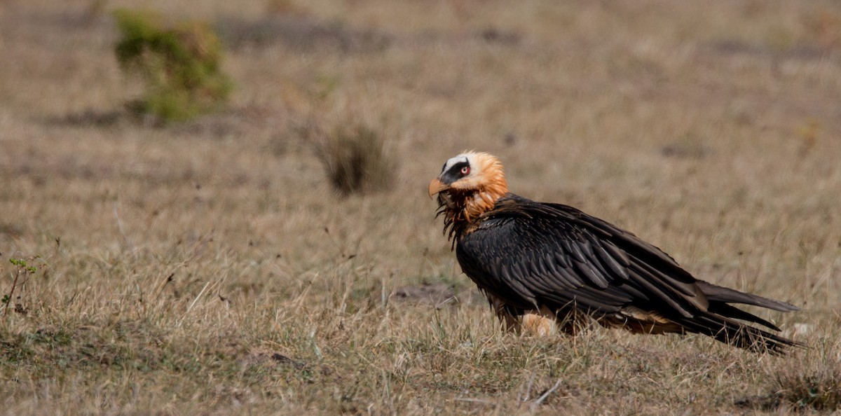 Bearded Vulture (African) - Ian Davies