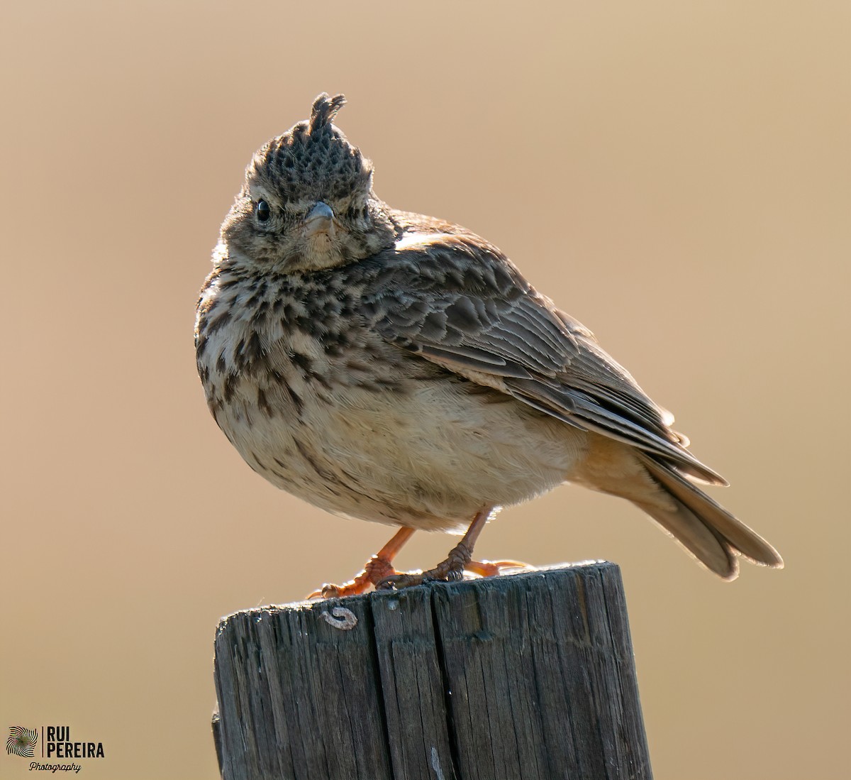 Crested Lark - Rui Pereira | Portugal Birding