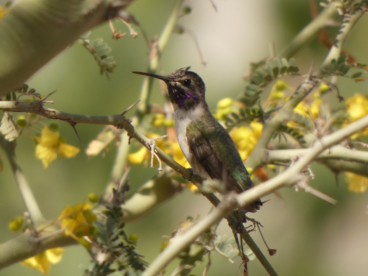 Costa's Hummingbird - ML336079171