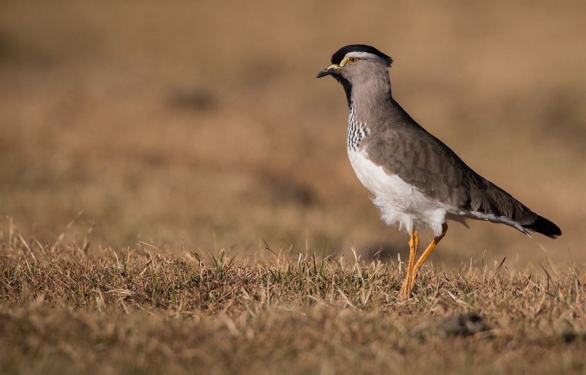 Spot-breasted Lapwing - ML33608031