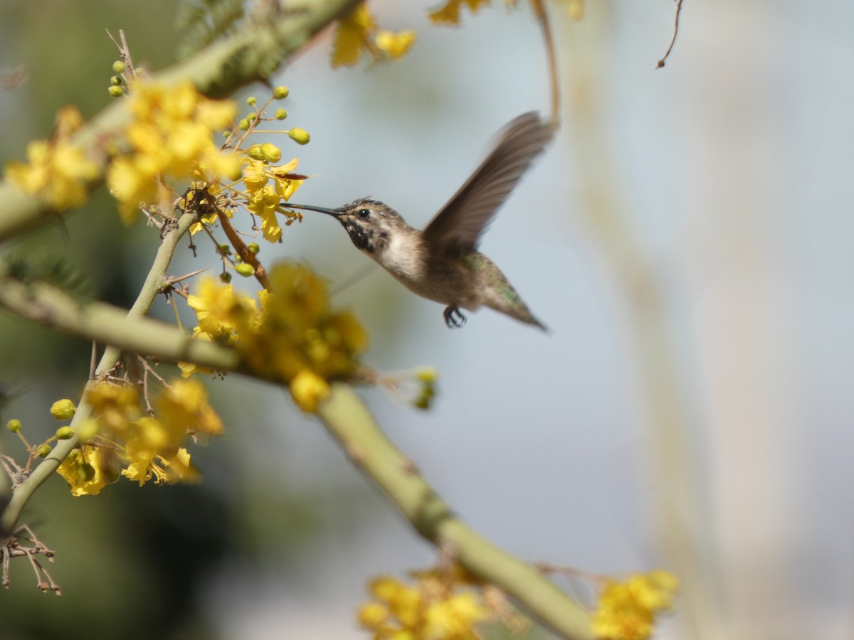 Costa's Hummingbird - Luis Carretero Bonilla
