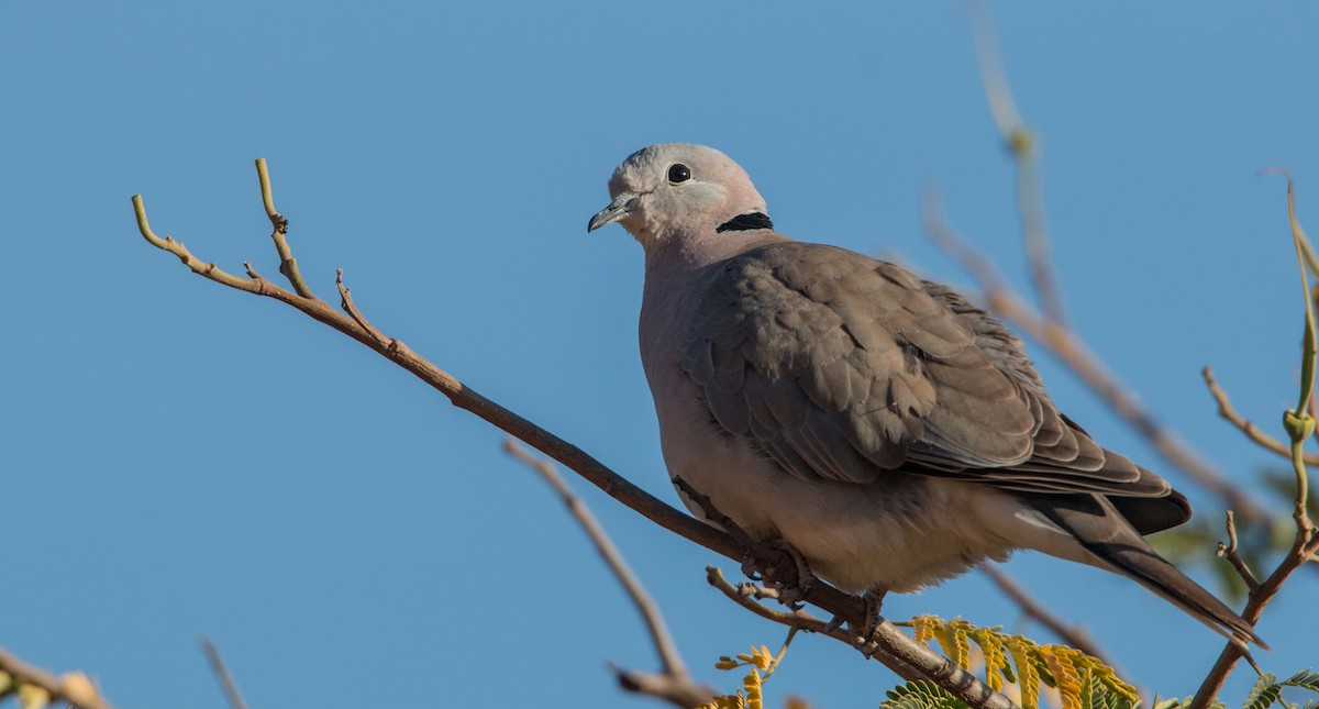 Ring-necked Dove - ML33608411