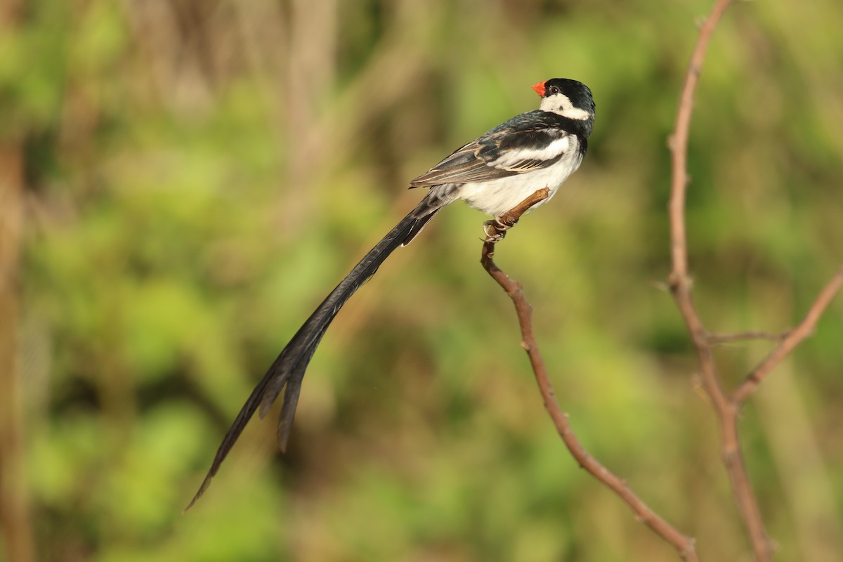 Pin-tailed Whydah - ML336084641