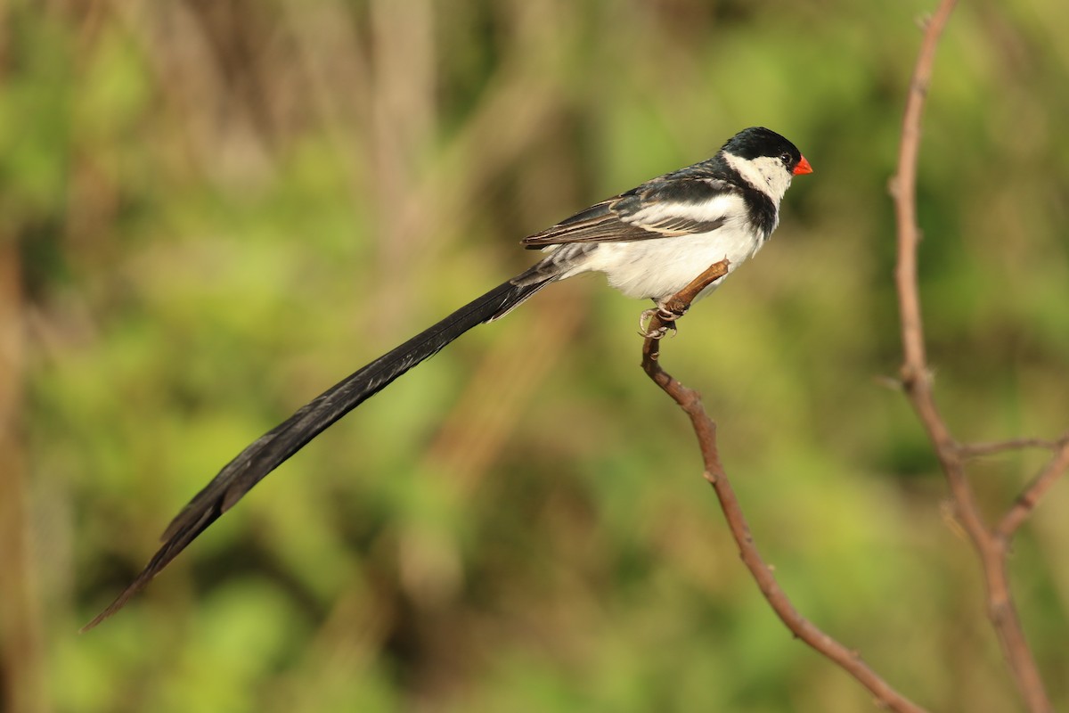 Pin-tailed Whydah - ML336084651