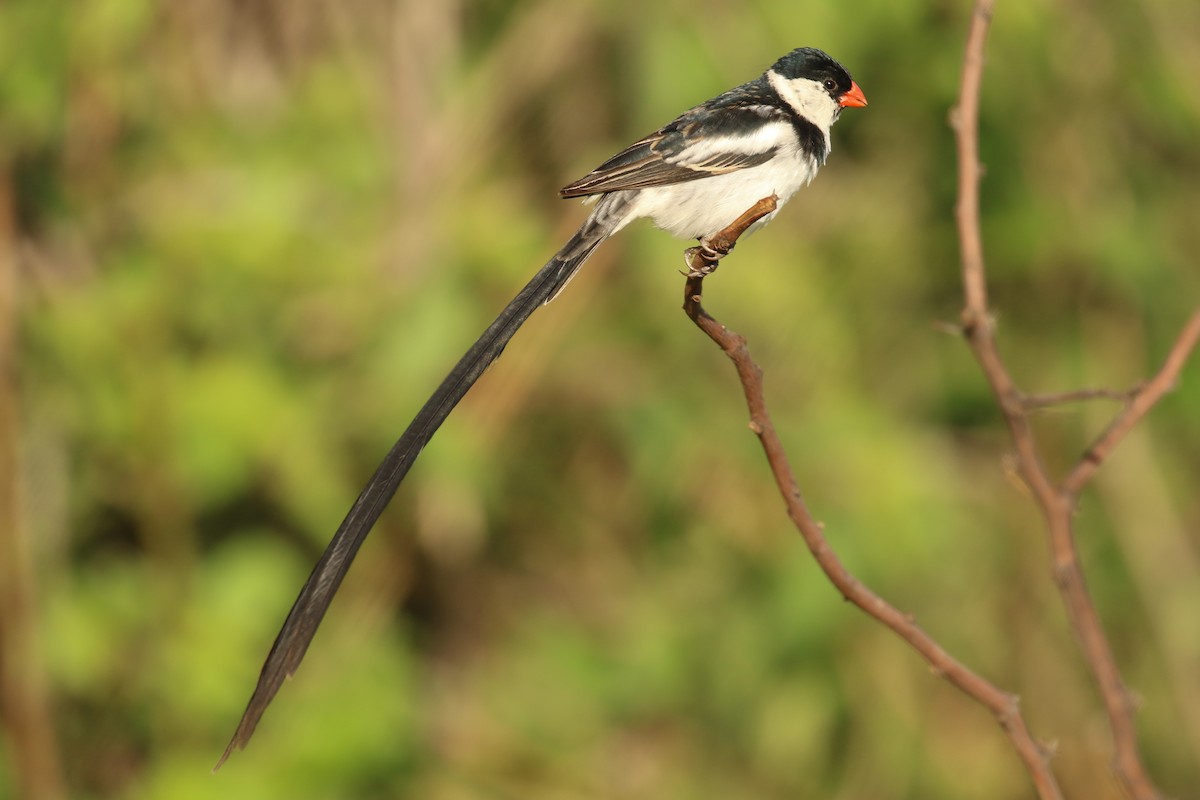 Pin-tailed Whydah - ML336084681