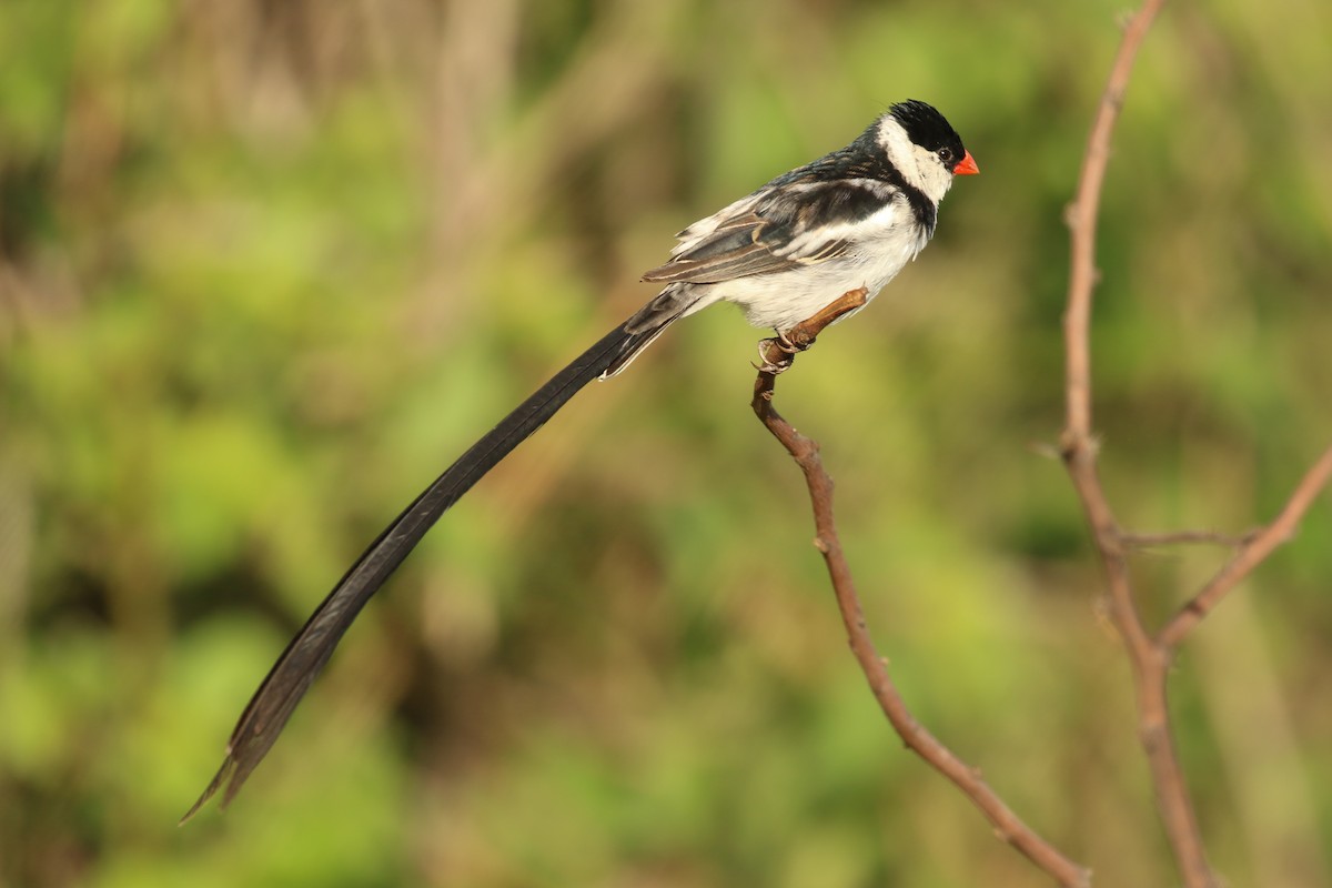 Pin-tailed Whydah - ML336084721