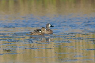 Blue-winged Teal, ML336085521