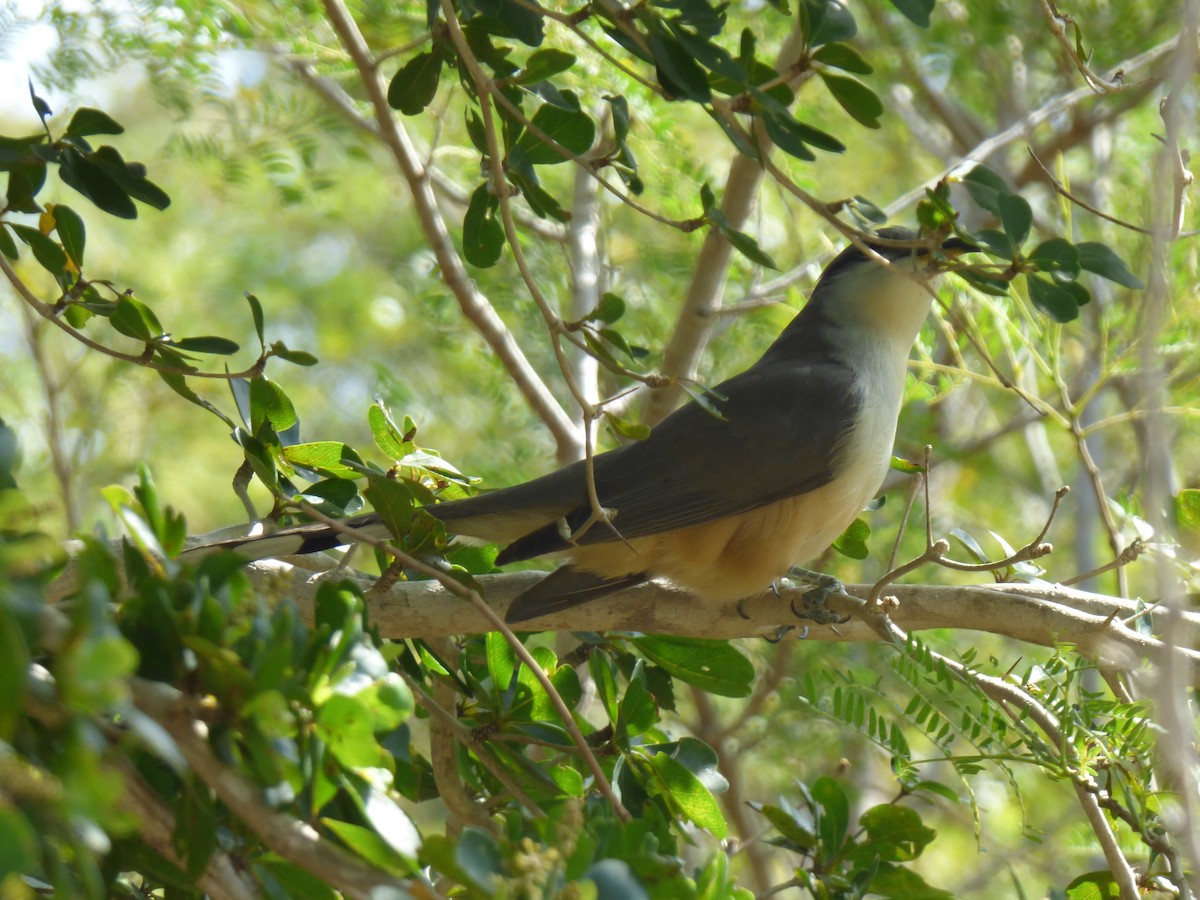 Mangrove Cuckoo - ML336089861