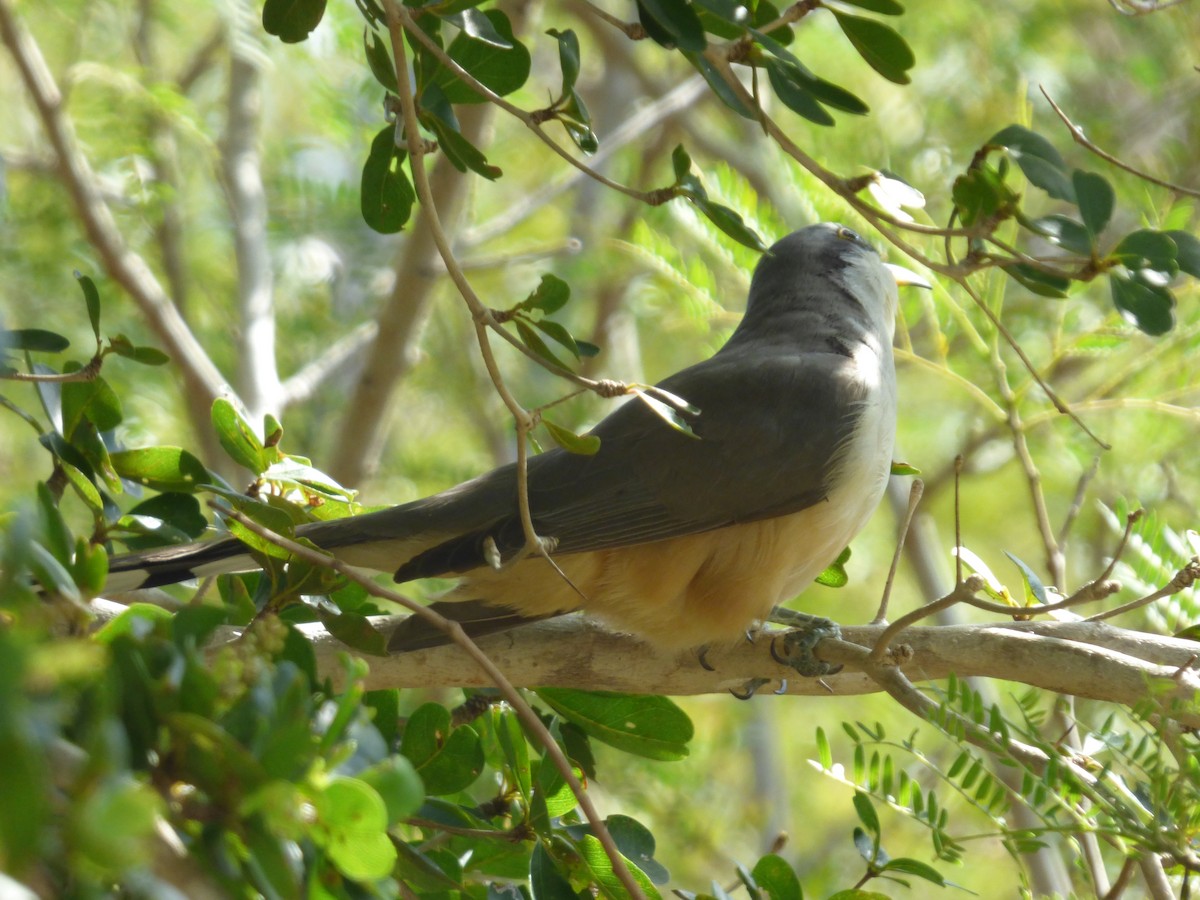 Mangrove Cuckoo - ML336090051