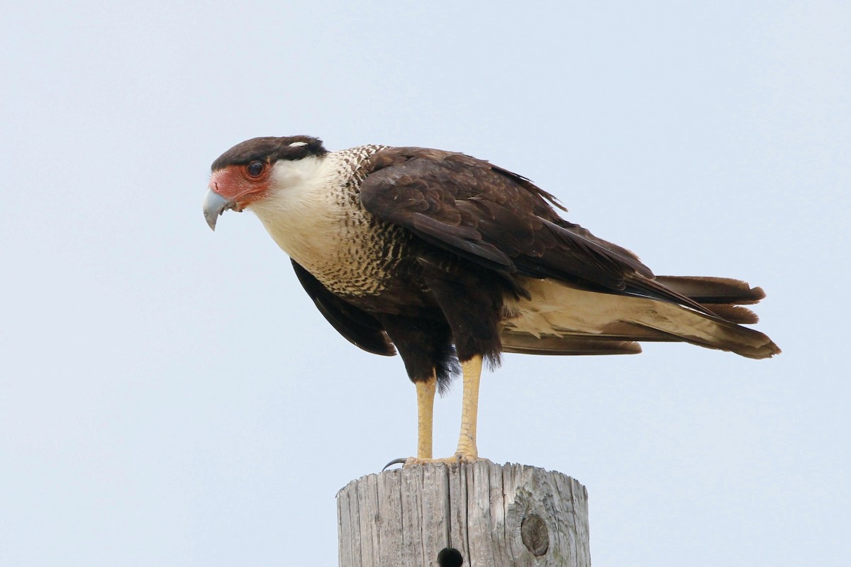 Crested Caracara (Northern) - Stephen Cook