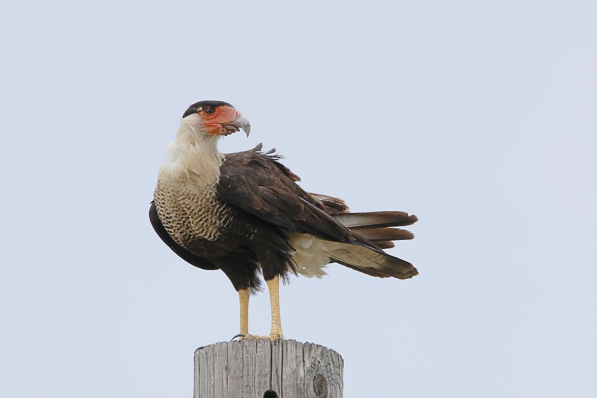 Crested Caracara (Northern) - Stephen Cook