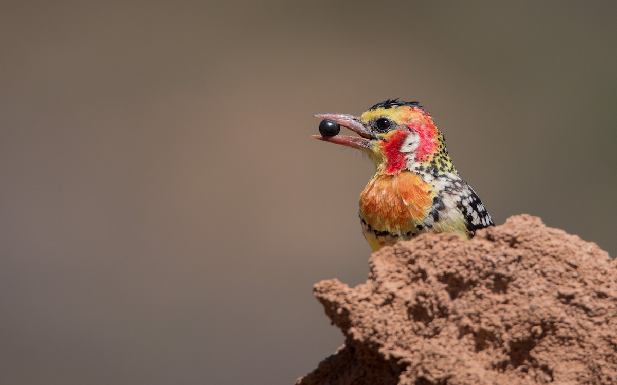 Red-and-yellow Barbet - ML33609221