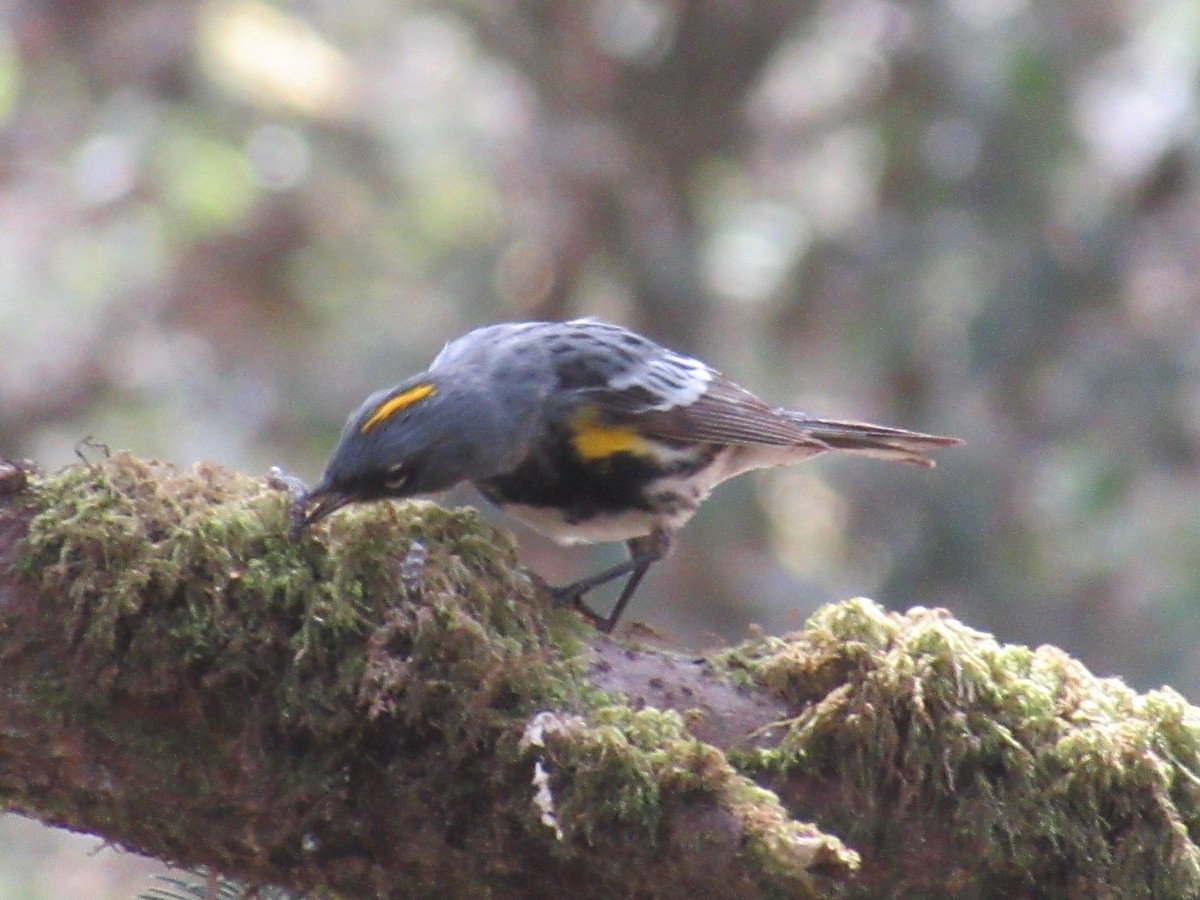 Yellow-rumped Warbler (Audubon's) - ML336093121