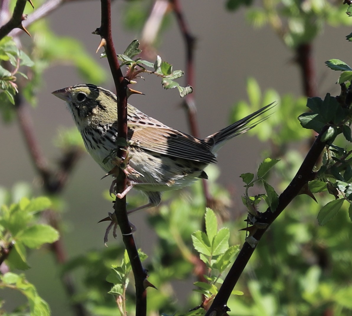 Henslow's Sparrow - Lenore Charnigo