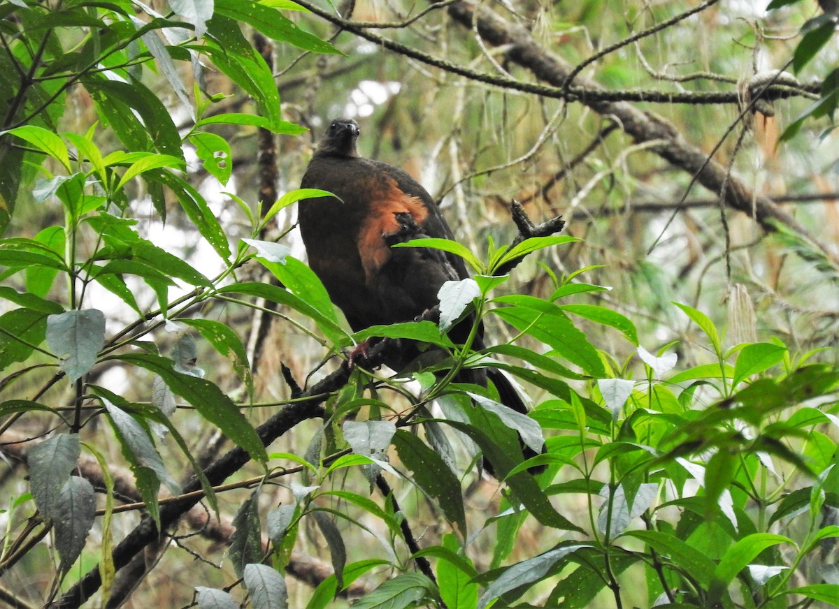 Sickle-winged Guan - ML336098711