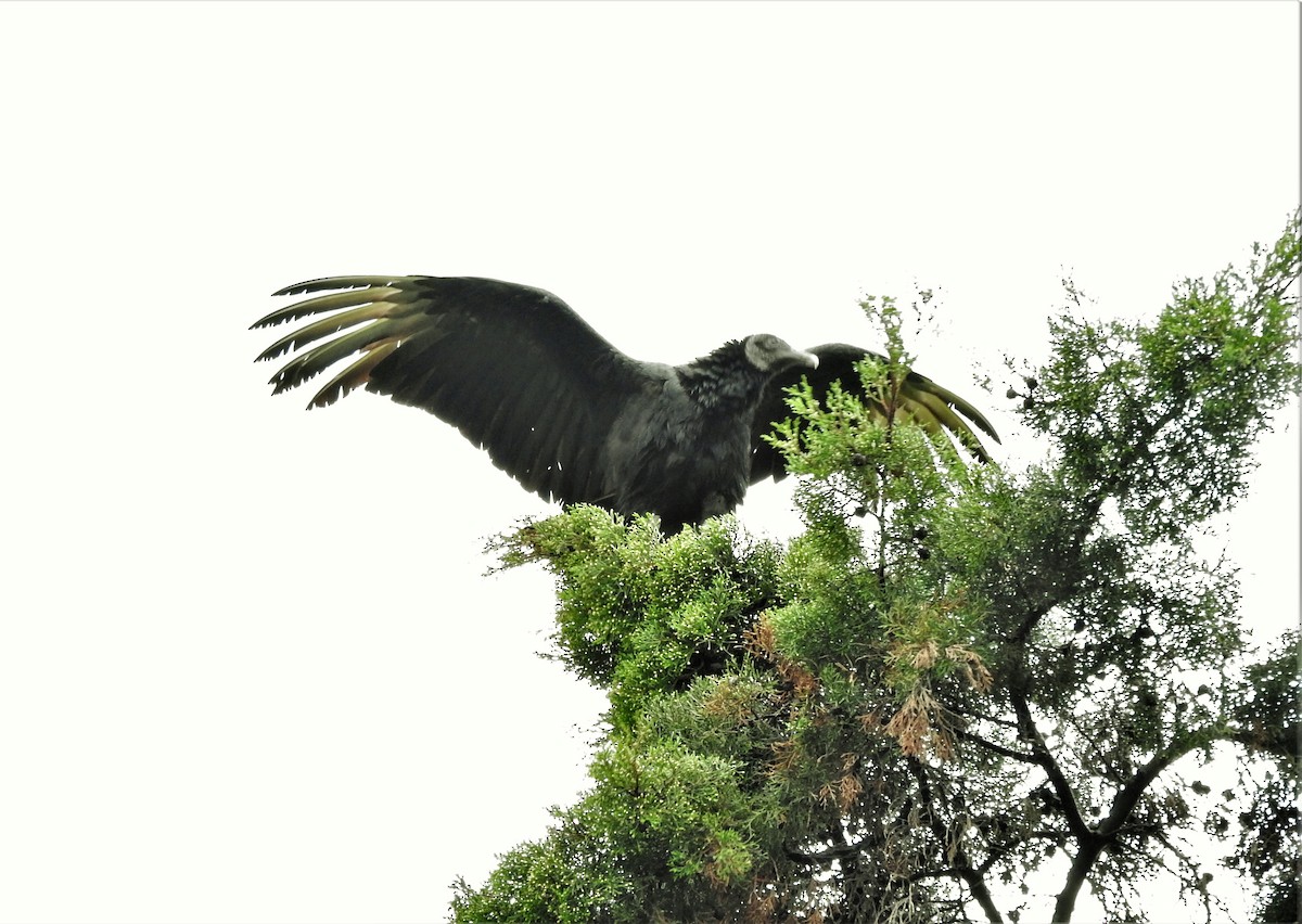 Black Vulture - Gabriel Camilo Jaramillo Giraldo