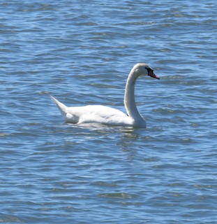 Mute Swan, ML336102601