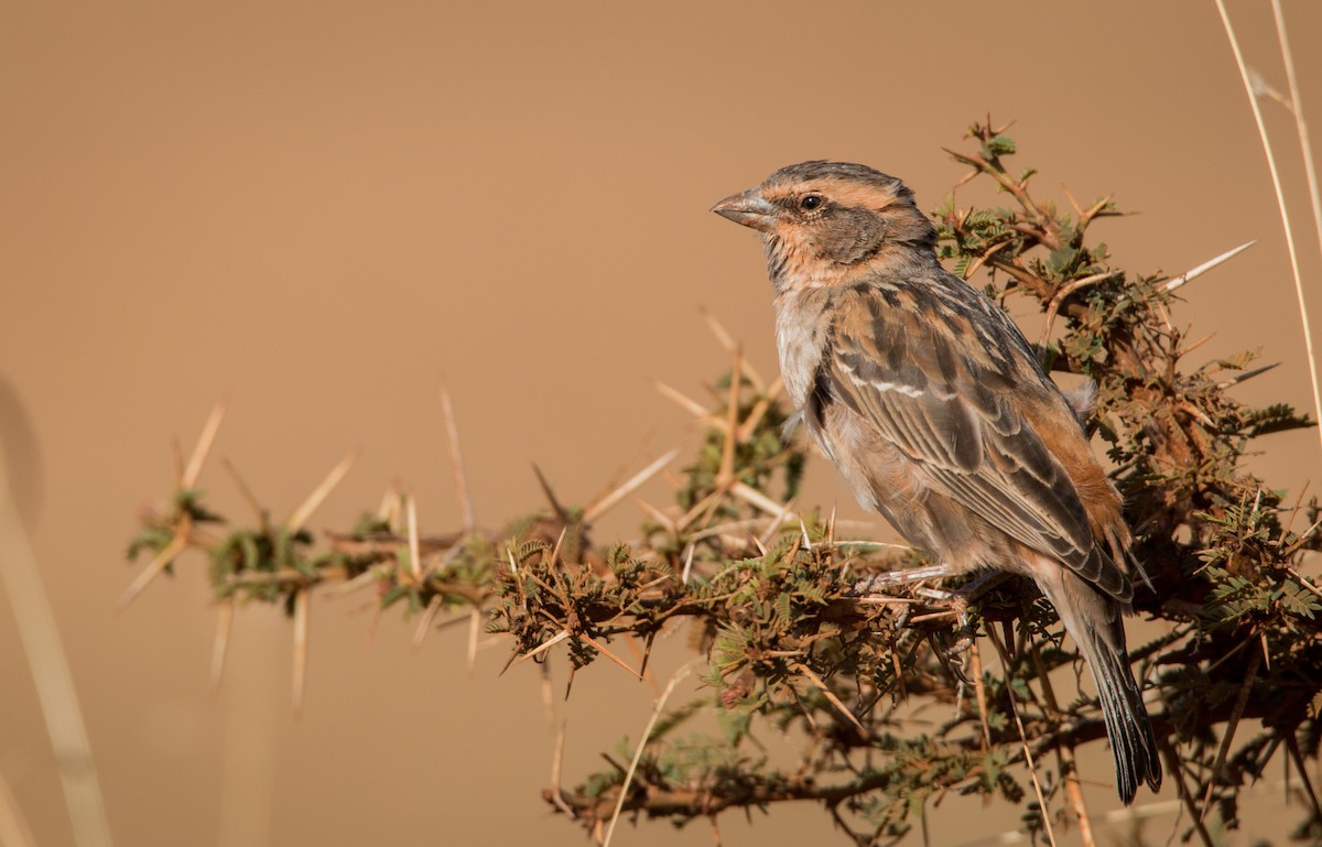 Shelley's Rufous Sparrow - ML33610321