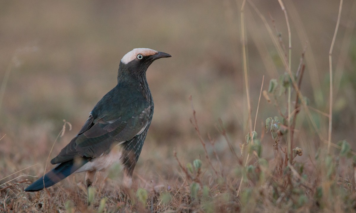 White-crowned Starling - ML33610481