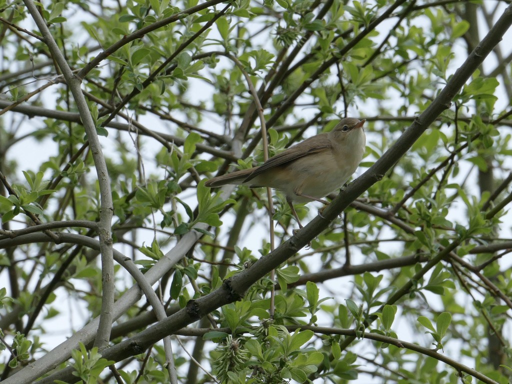 Common Reed Warbler - Russell Dewhurst