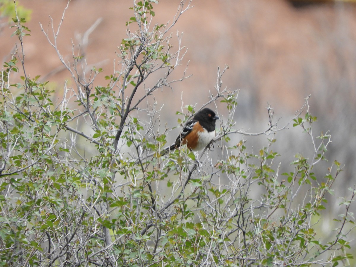 Spotted Towhee - Amy Harvey