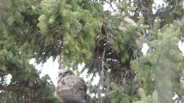 Great Horned Owl - ML336108581