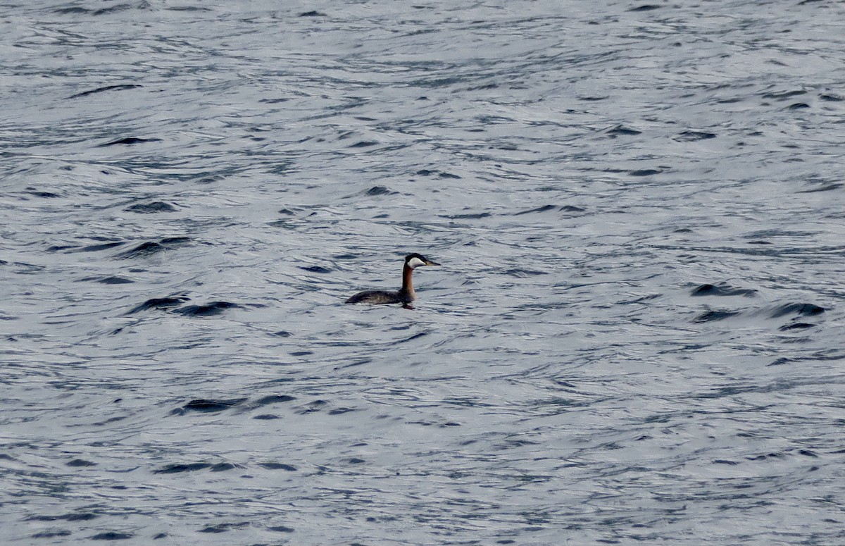 Red-necked Grebe - ML336111151