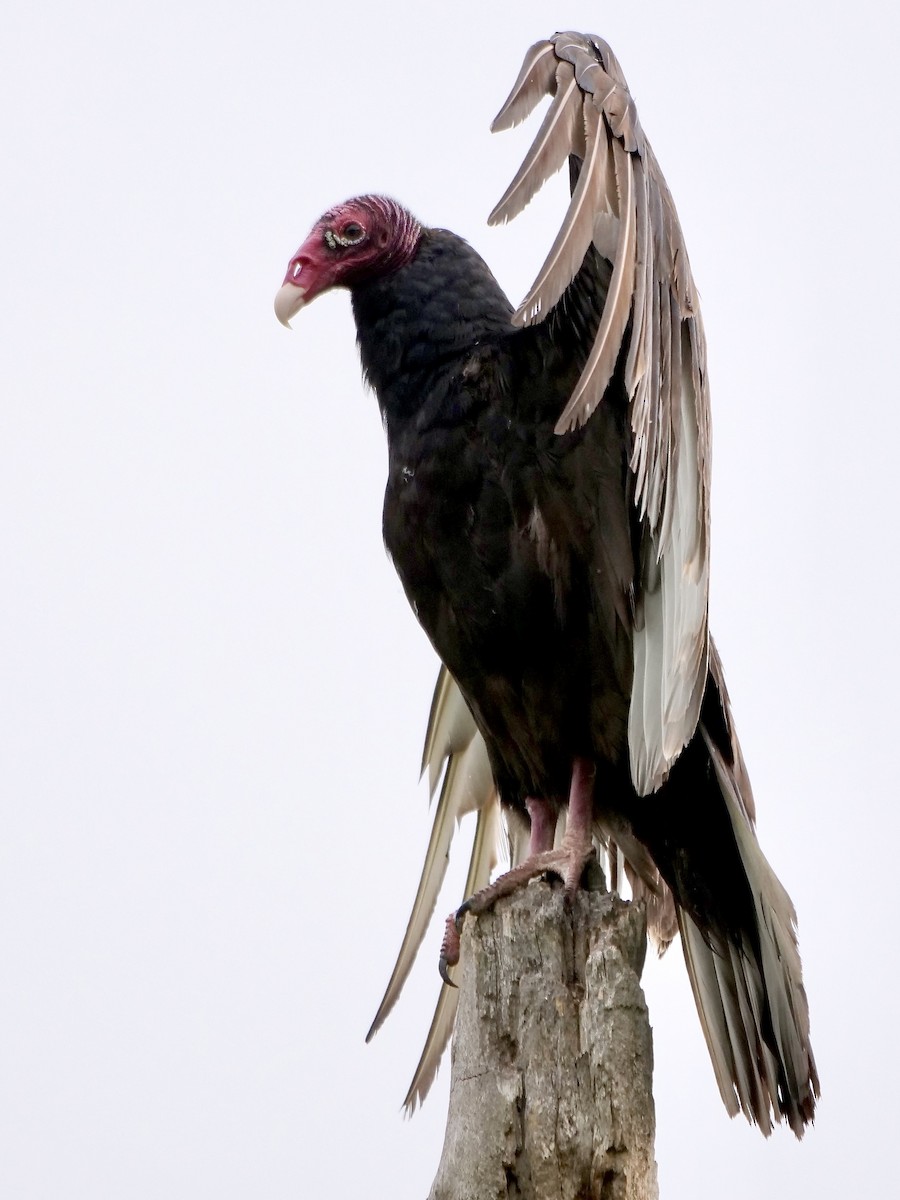 Turkey Vulture - Jeff Osborne