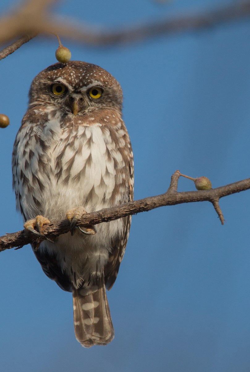 Pearl-spotted Owlet - ML33611261